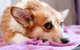 小蘇打怎麽給狗狗除臭