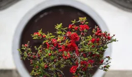 10種不太常見但非常適合南方養植的花卉，顏值又高又耐養！