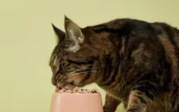 貓咪換糧小貼士，避免拉肚子的方法