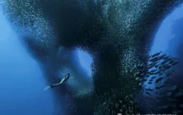 在頭上長出誘餌，鮟鱇魚把自己前進演化成了一道菜