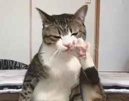 貓經常坐在院子中間，偶爾舔舔身上的毛，然後坐在那一個下午，它坐在那幹什麽？