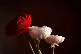 幹幹凈凈簡簡單單的走心文案