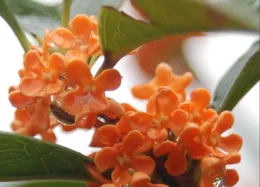 桂花被稱「仙友」，桂花酒「飲之壽千歲」，桂花茶的益處你可知？