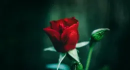 當一個人真正看透生活