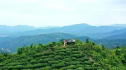 「修」「養」並舉 茶園提質收益高