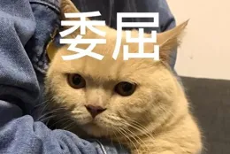 貓咪以為被遺棄的行為，你做過嗎？