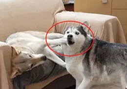 科普小知識：沙發的一生之敵——哈士奇