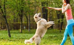 狗狗學習慢？有效的訓練技巧與智力提升方法