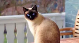 暹羅貓向你翹尾巴是在發訊號，別忽略