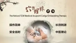 中醫減肥人氣旺，三伏天穴位埋線療效增倍