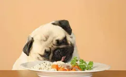 狗一天一頓還是兩頓好