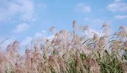 如何評價【青之蘆葦】？