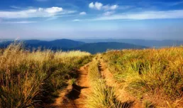 下半年，喜鵲歡叫，運勢理想，諸事順心，蒸蒸日上的4個生肖