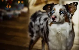 狗狗為什麽會偏愛家裏的某一個人呢？