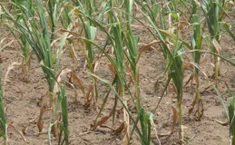 立秋將至，今年三伏天要迎來「多事之秋」？