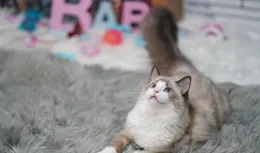 布偶貓大揭秘：家中的溫柔天使，它們的魅力遠不止溫柔！