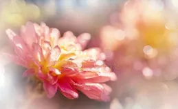 陰歷生日在哪3個月，一生多福，少有坎坷，危機時總有貴人相助