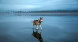 彩鉛下的貓狗世界，令人難以置信其非真實！探索彩鉛與水彩的魔法