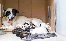 別怪我沒告訴你！母狗「叼幼崽」給你，一般是這8個原因！