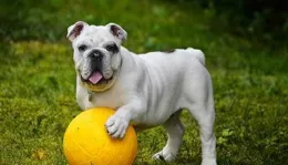 狗狗掉毛厲害是什麽原因