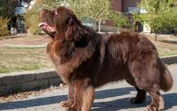 狗界公認「山寨貨」，看似可靠，其實非常不中用