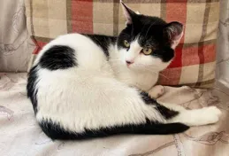 貓經常坐在院子中間，偶爾舔舔身上的毛，然後坐在那一個下午，它坐在那幹什麽？