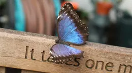 英國開展年度「蝶口統計」