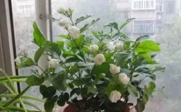 養了10年的茉莉花，如今被我扔在了大街上，原因有4點