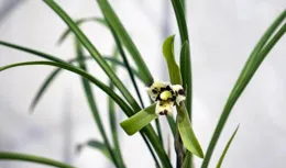 蘭花的舊植料是否就扔掉了？