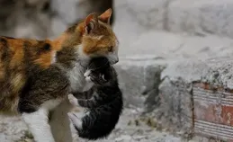 漲知識！母貓為什麽把幼崽「叼給你」，很多人都不清楚！