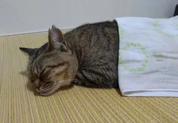 回家與回不了家的貓各有特點