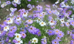 走進花的世界：感受五彩花朵帶來的心靈治愈