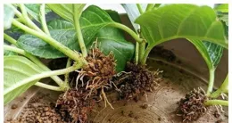 養護白檀毛毛蟲腐爛容易被忽略的1個原因