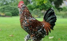 你是富貴雞嗎？看看哪個月份出生的雞兒最有財運！