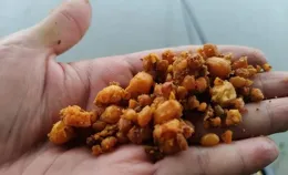 野外釣魚用玉米，鯉魚沒有釣著，卻釣上一條青魚，這青魚凈重20斤