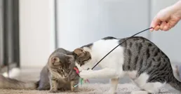 母貓發情期了解貓咪生理周期