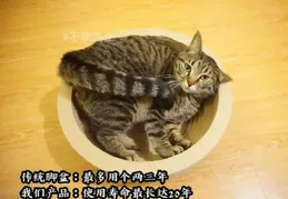 為什麽農村裏大娘，老漢養的土貓都讓親、讓摟的，而在城中養貓的年輕人手中卻「賤」貓頻出？