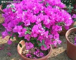 三角梅冬天怎麽養