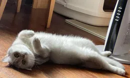 貓咪看到你就躺下打滾是在求寵愛