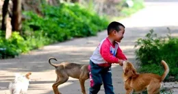 老輩人常說：狗不咬自家姑爺，為什麽？狗是如何分辨「自家人」？