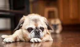 狗狗的「臭毛病」竟是聰明的跡象？這些行為說明高智商！