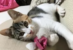 一個月小貓的精細餵養指南