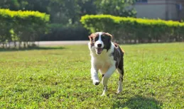 邊牧智商這麽高，價錢也不算貴，為什麽養的人不多？