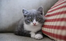 英國短毛貓的優缺點