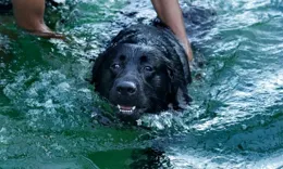 （外代二線）加爾各答的寵物泳池