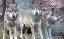 荒野殺戮：狼群被棕熊追殺，復仇時遭棕熊夾擊，原是黑熊挑撥