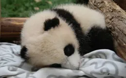 大熊貓帶娃有800個心眼子