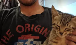 下班回家偶遇一只小貓，餵養了一次後，第二天找上門來了