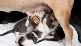 為什麽狗媽媽只會對剛出生的幼仔有母愛，等狗寶寶稍微長大一點就不管了，當它的面拿去賣掉，它也沒什麽感覺?