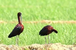 與鷺群如影隨形！兩只國保動物彩鹮首現雲南昌寧